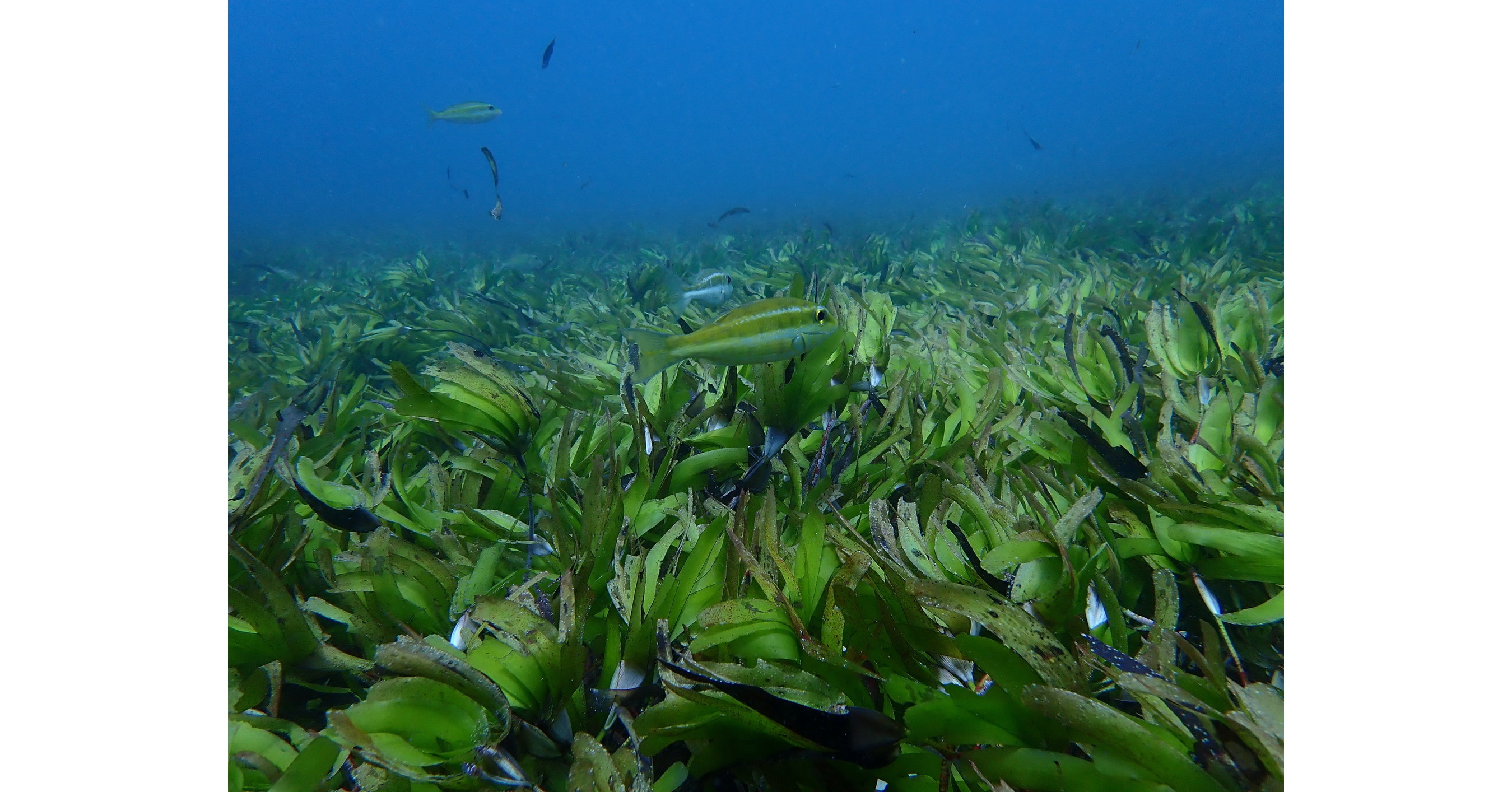 Pew Among Organizations Making Expansive Commitment to Map Indian Ocean Seagrass