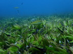 Pew Among Organizations Making Expansive Commitment to Map Indian Ocean Seagrass