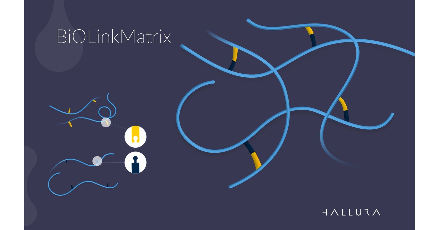 Click Chemistry Concept Inspires BiOLinkMatrix by HALLURA&trade;: the Next Generation of HA Dermal Fillers