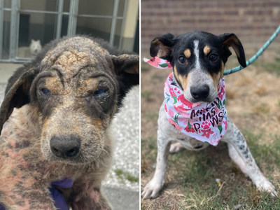 1st Place ($10,000): Zen was rescued from a horrendous hoarding case. She arrived at the shelter with mange that required regular medicated baths. The 6-month-old pup went from sick, to healthy, to spunky in no time. As her name implies, she is a happy and relaxed girl ready for her forever home. Humane Society of Dickson County in Dickinson, TN