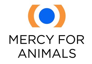 Mercy For Animals commends Sen. Cory Booker's efforts to hold the U.S. Department of Agriculture accountable for downed-animal welfare