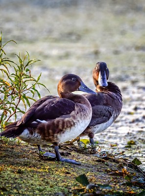 Baer's pochard shows up in Chenhu Lake Wetland Nature Reserve. [Photo by Wei Bin]