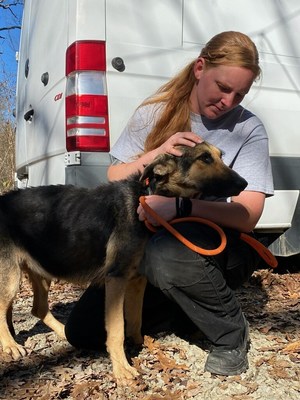 Ella Frank, director of the Humane Society of Missouri's (HSMO) Animal Cruelty Task Force, comforts an emaciated German Shepherd rescued from a property in Farmington, Missouri on Nov. 10, 2022. Frank and her team rescued nine starving dogs from the property.
