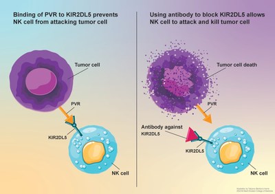 Unleashing natural killer (NK) cells against cancer: Image at left shows the tumor-cell protein PVR binding with the NK-cell receptor KIR2DL5 to prevent NK-cell attack. In image at right, monoclonal antibody short-circuits tumor cell/NK cell interaction, allowing the NK cell to attack and destroy the tumor cell.