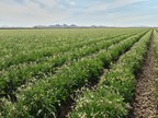 Bridgestone Awarded $35 Million USDA Climate-Smart Grant to Further Advance Guayule Natural Rubber Production