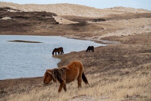 An Extraordinary Expedition: Muir + Sable Island National Park Reserve