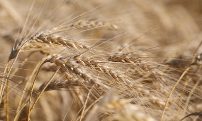 O Canadá tem excelente qualidade em todas as classes de trigo (CNW Group/Cereals Canada)