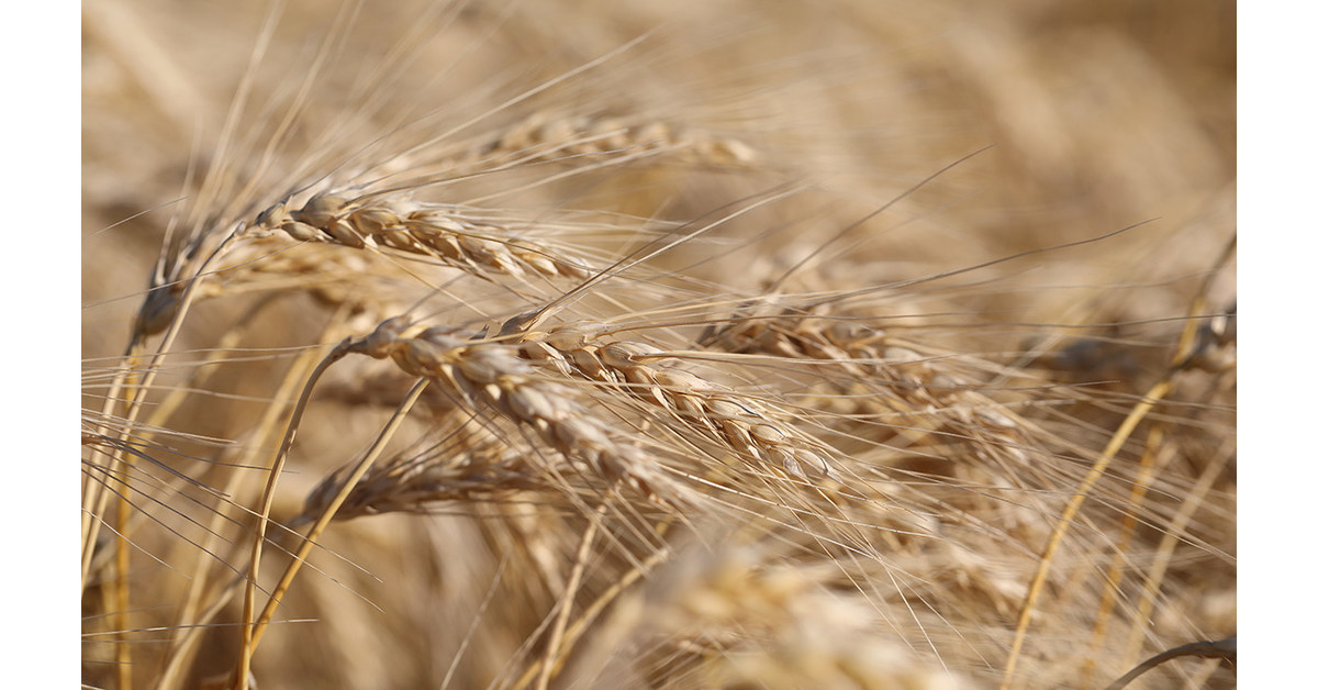 Canad&aacute; publica su nuevo Informe de Cosecha de Trigo de 2022