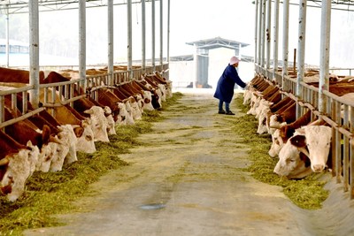 In Lianjiang Breeding Base of the Poverty Alleviation Project of the "Southern Cattle City" Whole Industry Chain, cattle are leisurely eating grass.