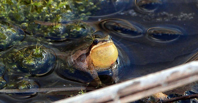 Western chorus frog in a swamp (photo: Jean-Francois Dery). (CNW Group/Environment and Climate Change Canada)