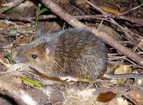 Amami spiny rat (Photo: Asato Kuroiwa) Amami spiny rat (Photo: Asato Kuroiwa)