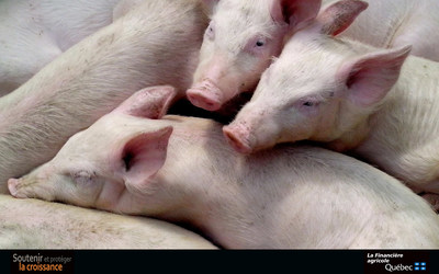 Dans le cadre du Programme d'assurance stabilisation des revenus agricoles (ASRA), La Financière agricole du Québec a versé une seconde avance de compensation aux producteurs de porcs pour les aider à passer à travers un contexte difficile. (Groupe CNW/La Financière agricole du Québec)