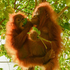 Orphaned orangutans need a good Christmas