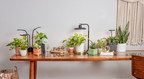 AeroGarden Launches New Indoor Grow Lights for House Plants
