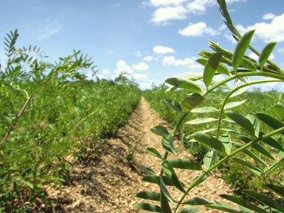 Rows of planted Stony Creek Colors' Indigofera varieties at a Florida field near their post harvest processing facility in Homestead.