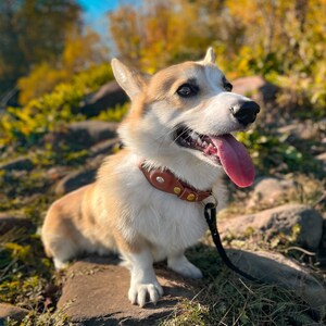 Dogily Tracking Collar: Elsie the Escape Artist Meets Her Match