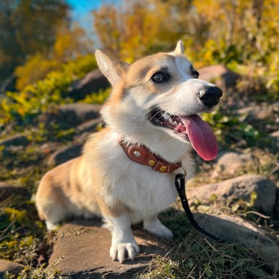 Elsie the Corgi escapes in style but was quickly found!
