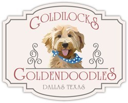 Goldilock's Goldendoodles Celebrate 10 Years of Doodle Love!