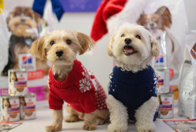 Small dogs Gregory (left) and Charlie (Right) get groomed to perfection at the Hill's Small Paws nutrition holiday event. Credit: Hill's Pet Nutrition