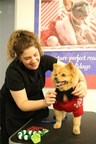 希尔的宠物营养和名人美容师杰斯·罗娜合作，为小型和迷你尺寸的狗狗提供美容和营养建议