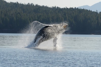 Humpback Whale (North Pacific population)  John Ford (CNW Group/Committee on the Status of Endangered Wildlife in Canada)