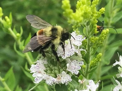 Rusty-patched Bumble Bee  Tamara A. Smith (CNW Group/Committee on the Status of Endangered Wildlife in Canada)