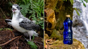 SPLENDOR® Water, an 'Official Conservation Ambassador of the Galápagos Islands,' Has Partnered with Fundación Jocotoco in Support of the Conservation and Protection of the Galápagos Petrel