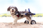 Lintbells, Home of YuMOVE Joint Supplements, Acquires Leading US Pet Mobility Brand, Walkin' Pets