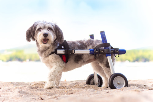 Lintbells acquires leading US pet mobility brand, Walkin’ Pets, to help pets in need.