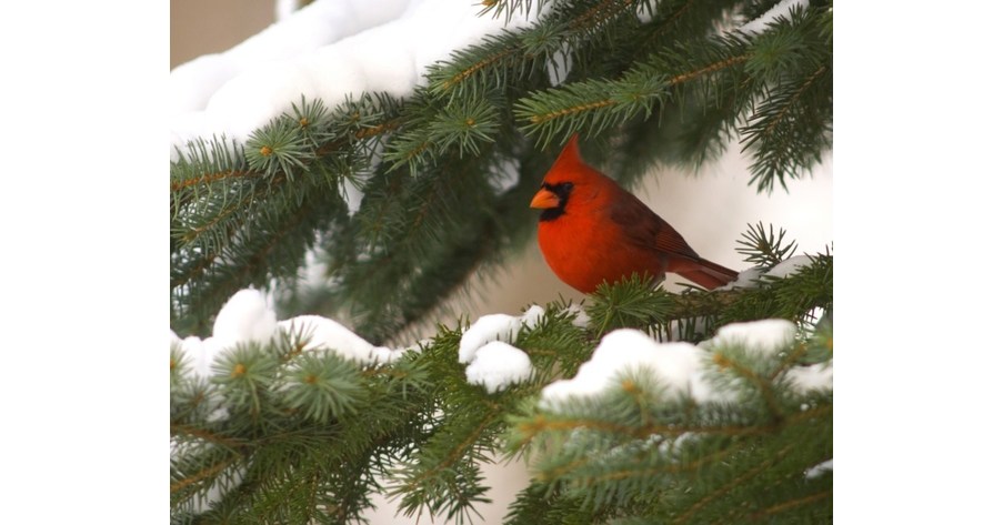 Out My Backdoor: The Christmas Card Bird  Department Of Natural Resources  Division