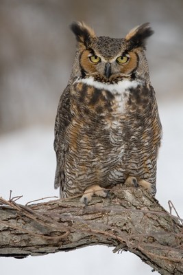 Great-horned Owl © Alan Gleichman Shutterstock 2767055 (CNW Group/Ontario Nature)