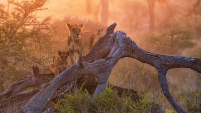 Experience wildlife up close during a game drive in the Serengeti (International Intrigue 2024)
