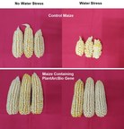 PlantArcBio和Rallis (TATA企业)宣布在玉米(玉米)耐旱和增产试验中取得优异成绩