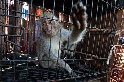 Cages of animals at a market in Jakarta, Indonesia 2019. Photo: World Animal Protection / Aaron Gekoski (CNW Group/World Animal Protection)