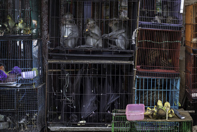 Cages of animals at a market in Jakarta, Indonesia 2019. Photo: World Animal Protection / Aaron Gekoski (CNW Group/World Animal Protection)