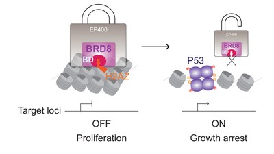 A model illustrating the relationship between the BRD8 and P53 proteins. When BRD8 is active, it can lock out P53 from activating cancer-preventing genes, resulting in glioblastoma. Image: Mills lab/CSHL