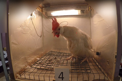 A chicken's body heaves as she gasps for air while being subjected to ventilation shutdown by researchers. Image c/o United Poultry Concerns.