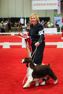 English Springer Spaniel at AKC/Royal Canin National All-Breed Puppy & Junior Stakes.