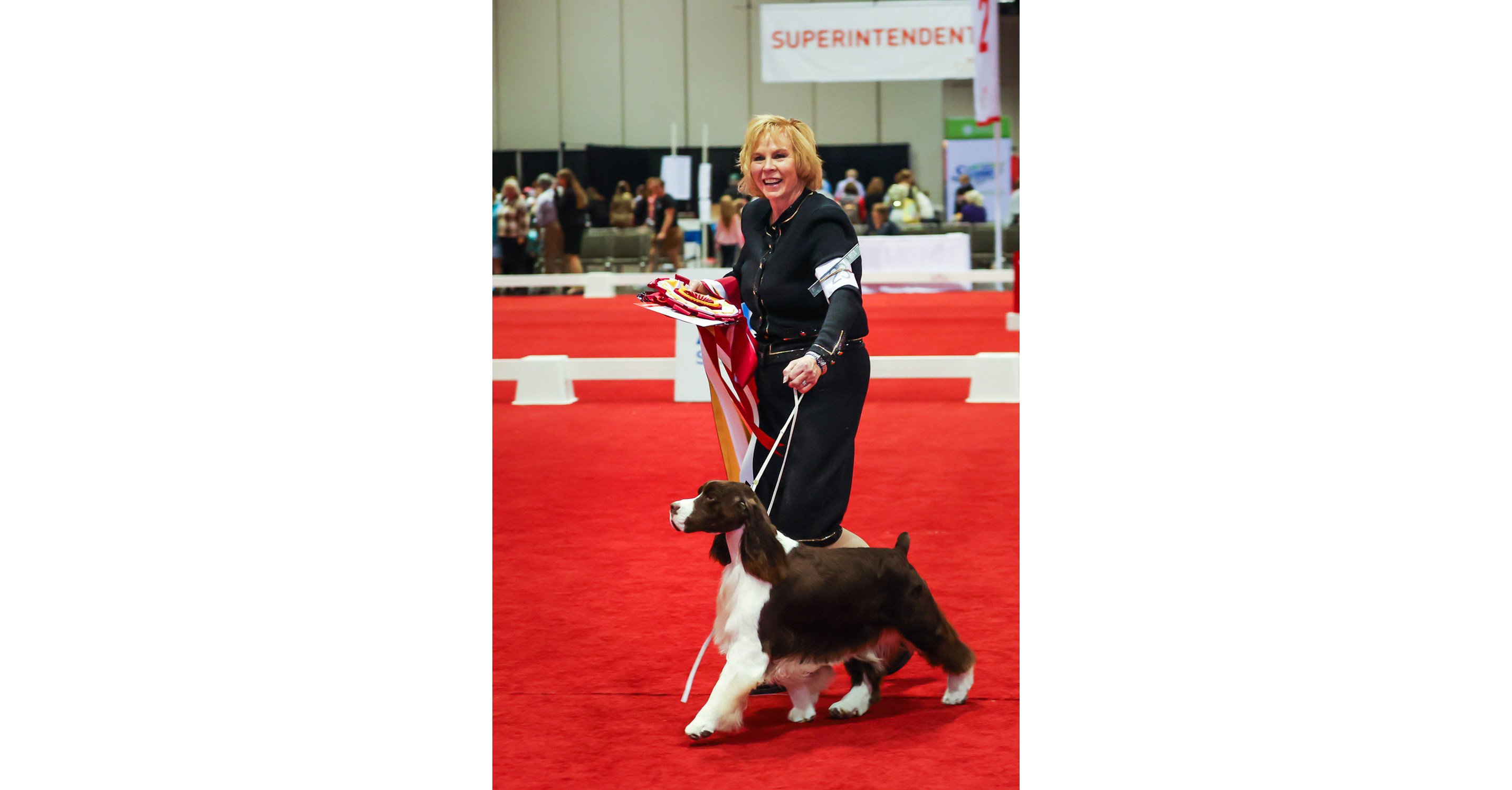 ENGLISH SPRINGER SPANIEL EARL WINS AKC/ROYAL CANIN NATIONAL ALL-BREED PUPPY AND JUNIOR STAKES