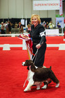 ENGLISH SPRINGER SPANIEL "EARL" WINS AKC/ROYAL CANIN NATIONAL ALL-BREED PUPPY AND JUNIOR STAKES