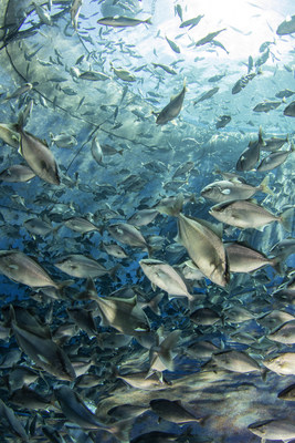 Forever Oceans raises its fish sustainably in deep ocean enclosures off the Pacific Coast of Panama.