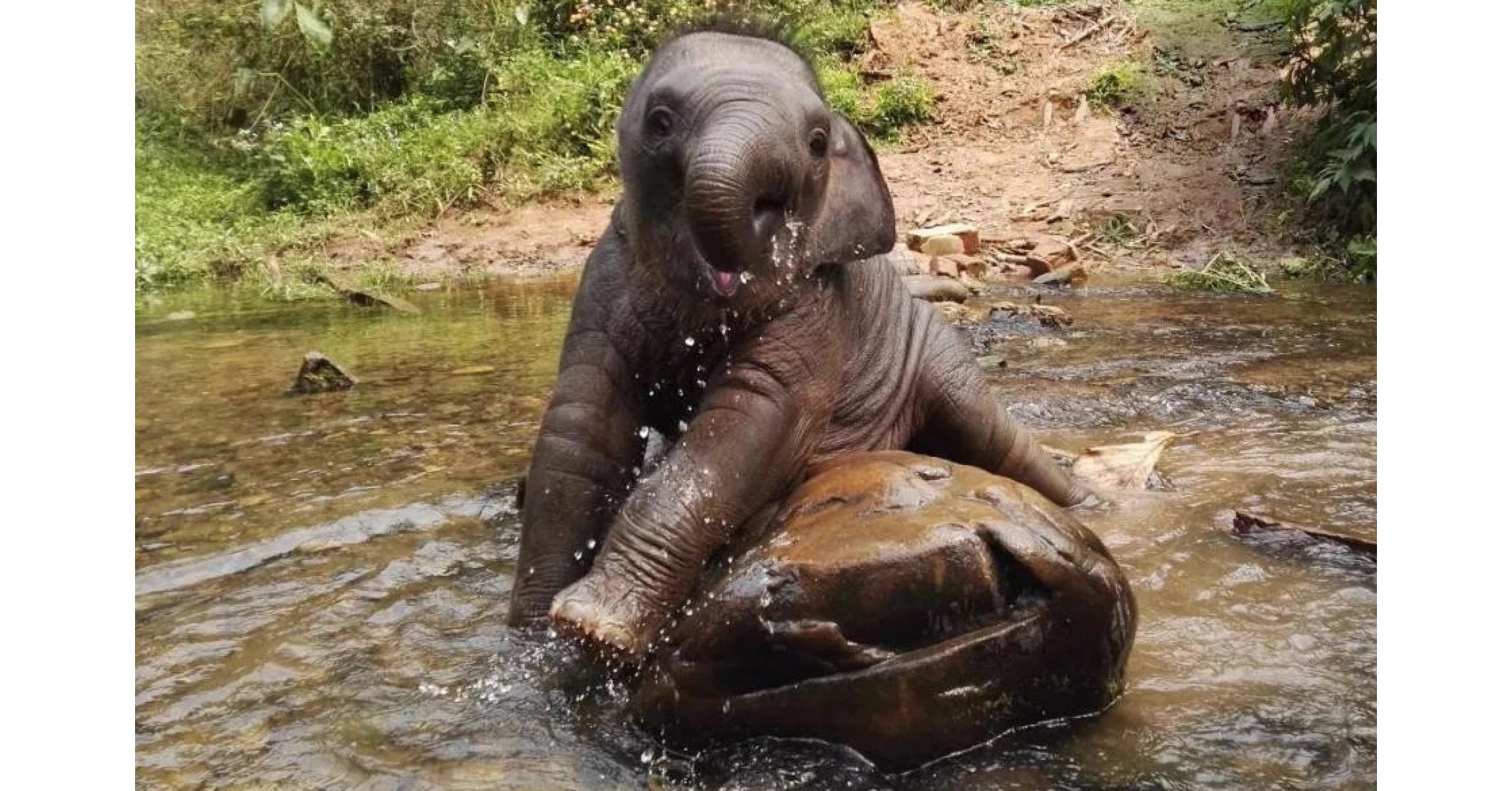 Yili Group Presents Its Biodiversity Conservation Efforts at the UN Biodiversity Conference