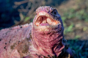 Major Discovery Gives Hope for Saving Critically Endangered Pink Iguana