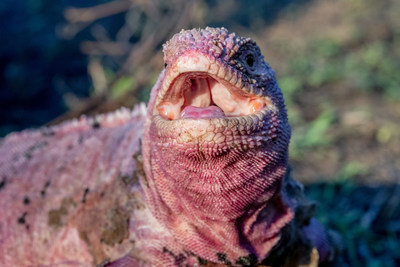 粉红地鬣蜥©GNPD / Galápagos Conservancy＂class=