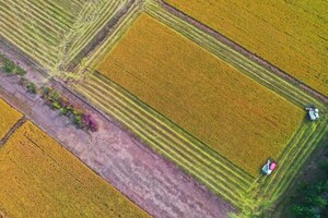 A Glimpse of Picturesque Idyllic Scenery at the Paddy Rice and Floral Display Scenic Area in Huaiyin District, Jinan City, Shandong Province