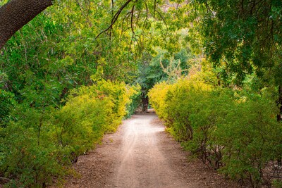Riparian area at Boyce Thompson Arboretum