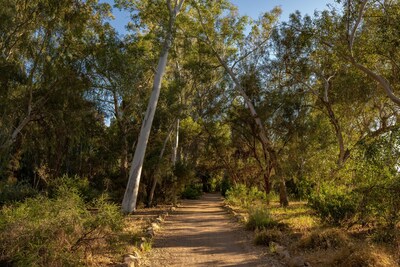 Eucalyptus Forest at Boyce Thompson Arboretum