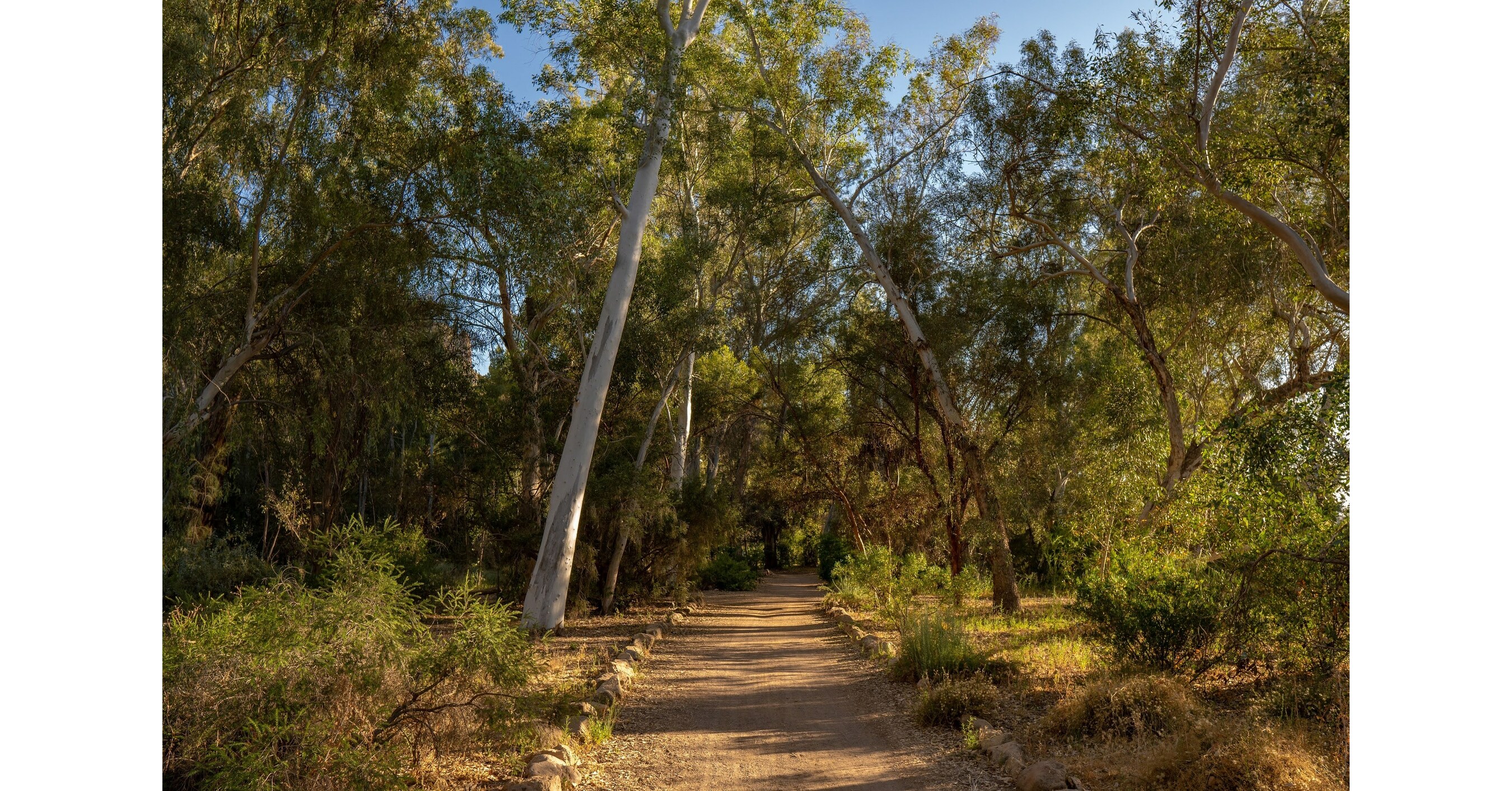 The Harmful Effects of Tree Carving - Boyce Thompson Arboretum