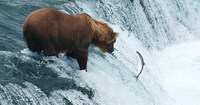 During the Alaska portion of The North's itinerary, guests will be able to watch grizzly bears fishing in the water falls of Katmai.