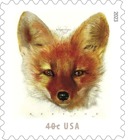 Red Fox to Come to Your Mailbox. Intelligent and highly adaptable canid featured on new 40-cent stamp.